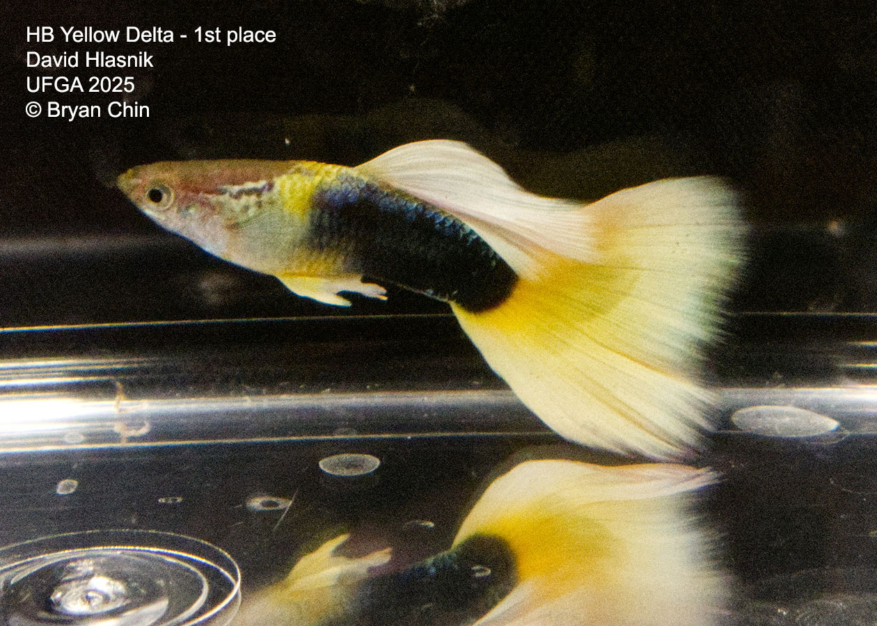 Guppy HB Yellow